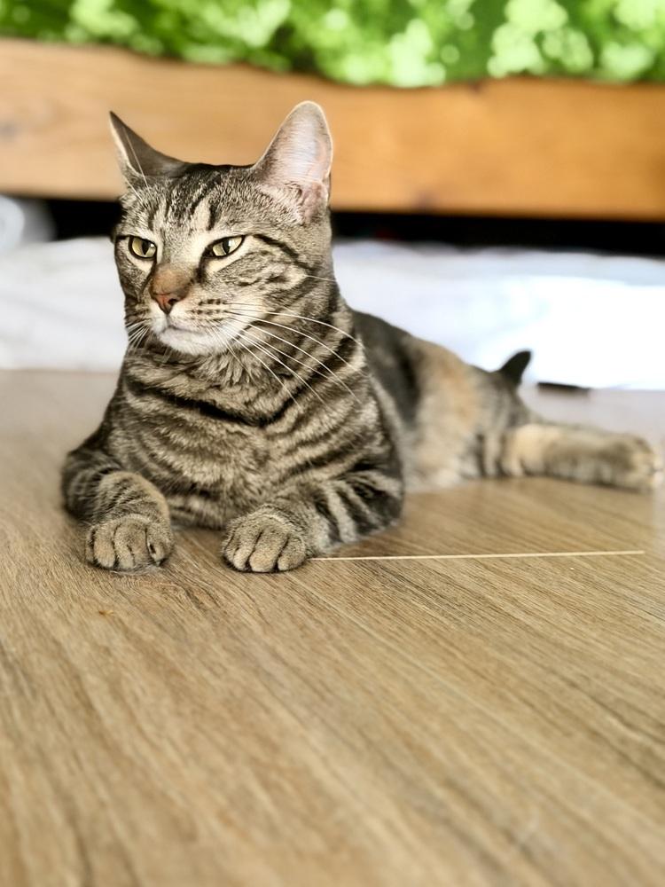 Enlarge Walnut, a Adoptable mixed breed in Olyphant, PA image 5/6