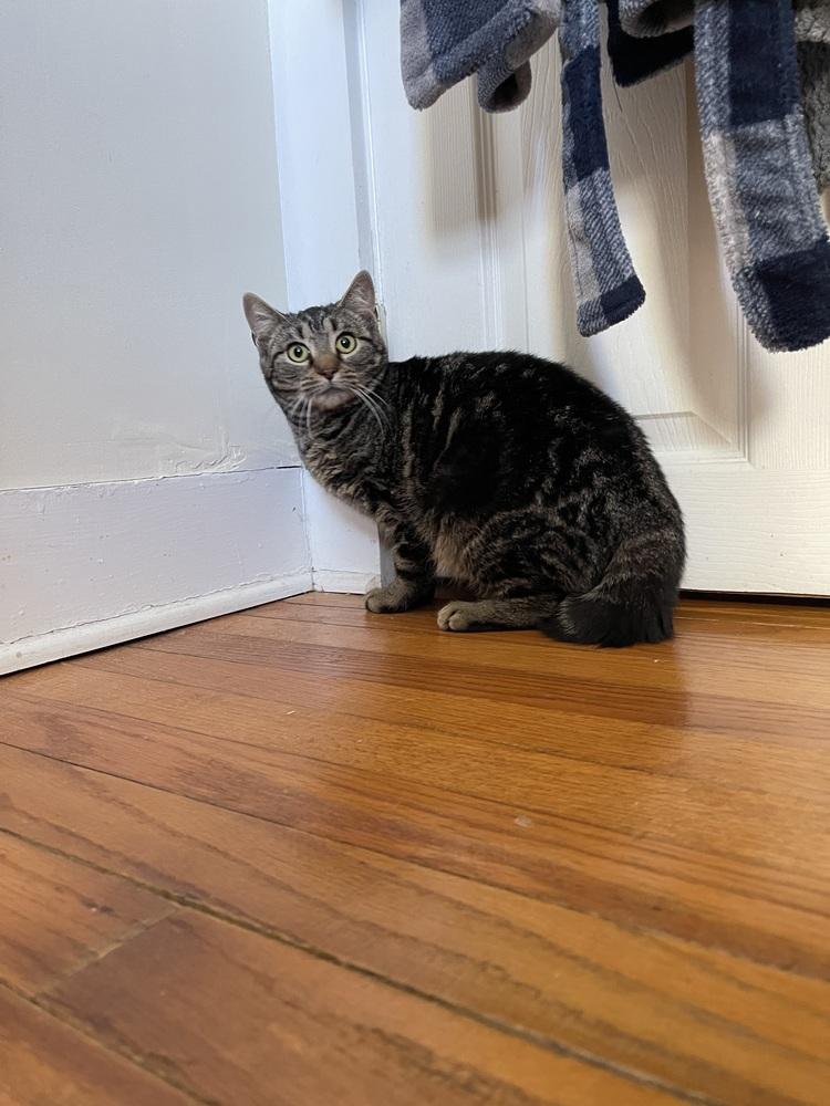 Enlarge Walnut, a Adoptable mixed breed in Olyphant, PA image 3/3