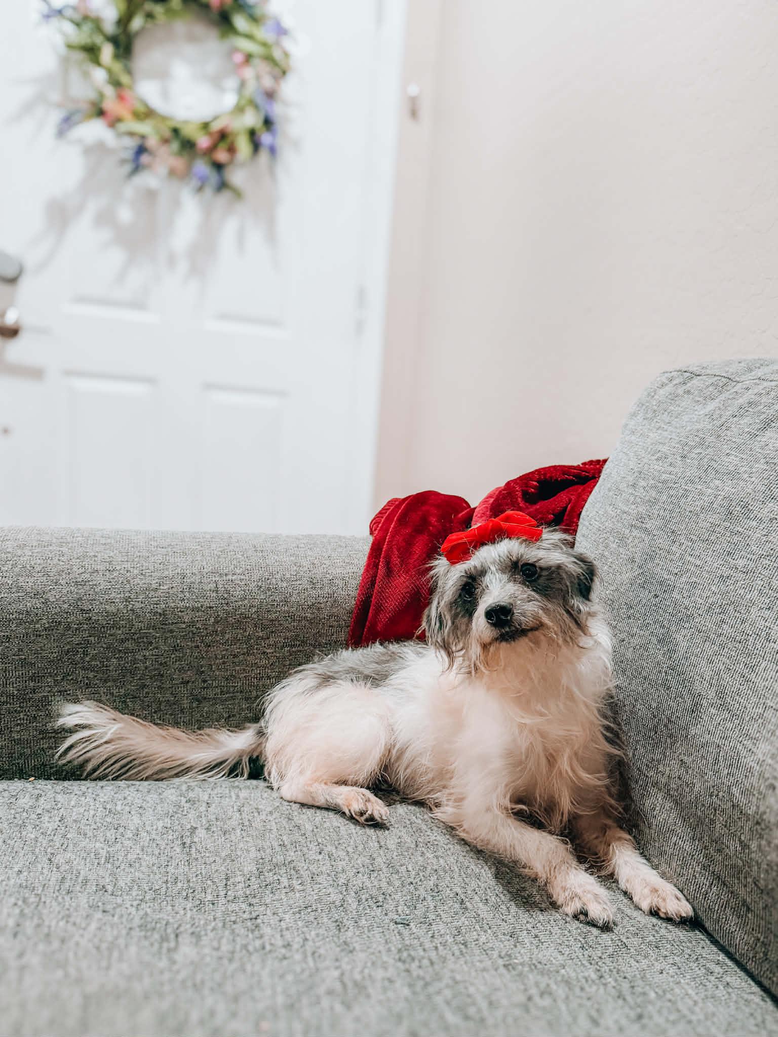 Enlarge Prudence , a Adoptable Schnoodle in Goodyear, AZ image 1/1