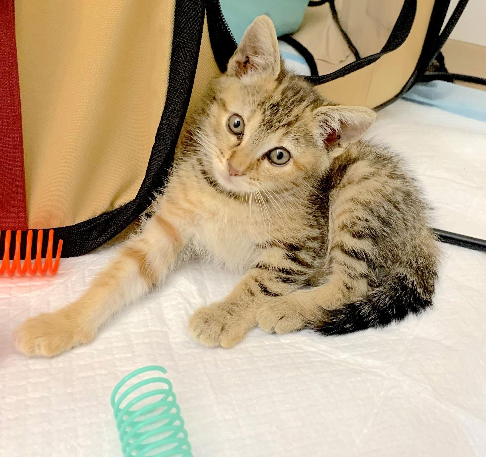 Rani, a Adopted Domestic Short Hair in Fremont, CA image 1/3