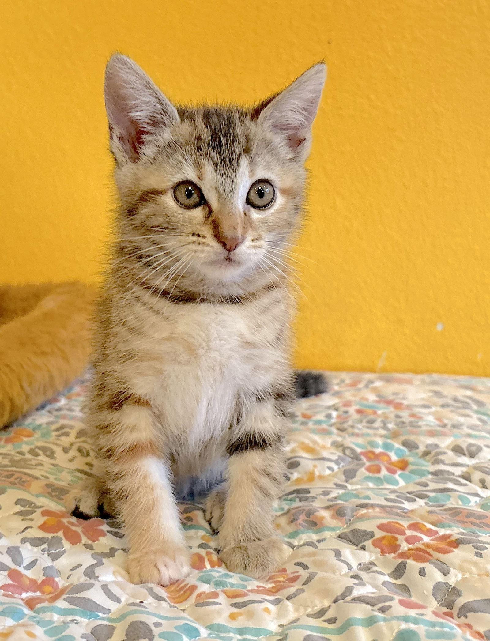 Rani, a Adopted Domestic Short Hair in Fremont, CA image 2/3