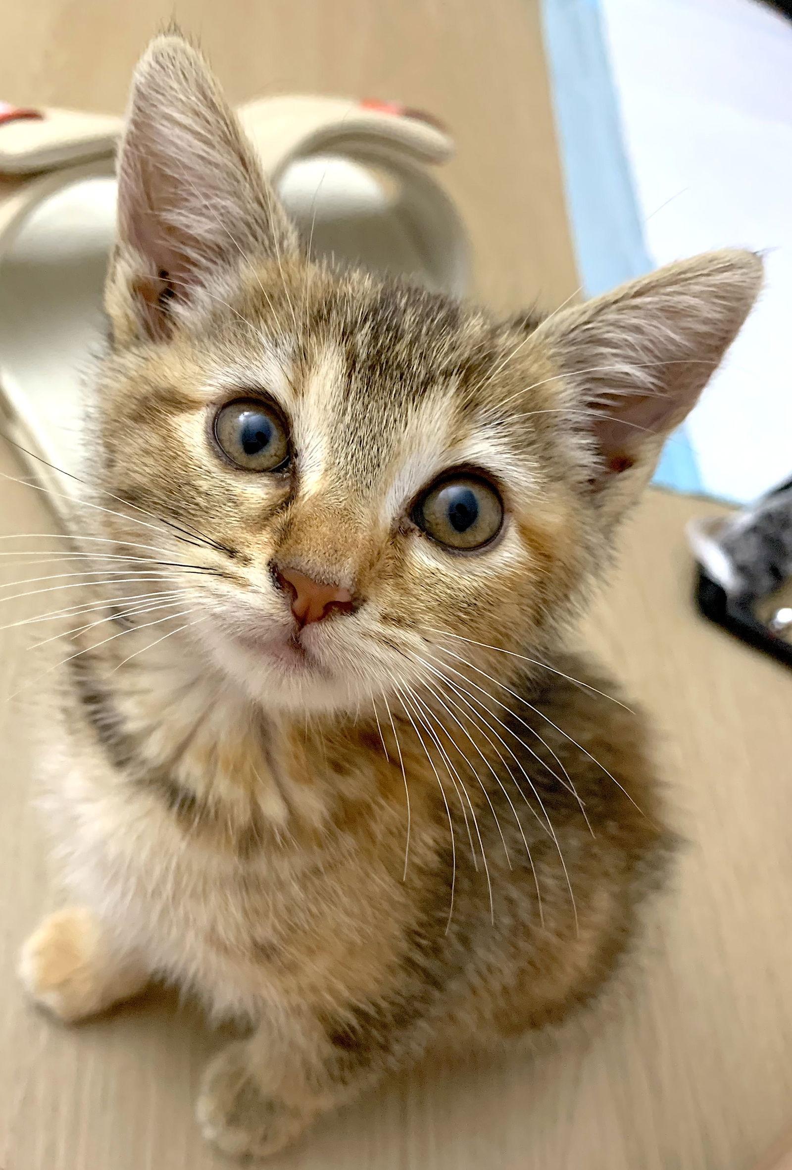 Rani, a Adopted Domestic Short Hair in Fremont, CA image 3/3