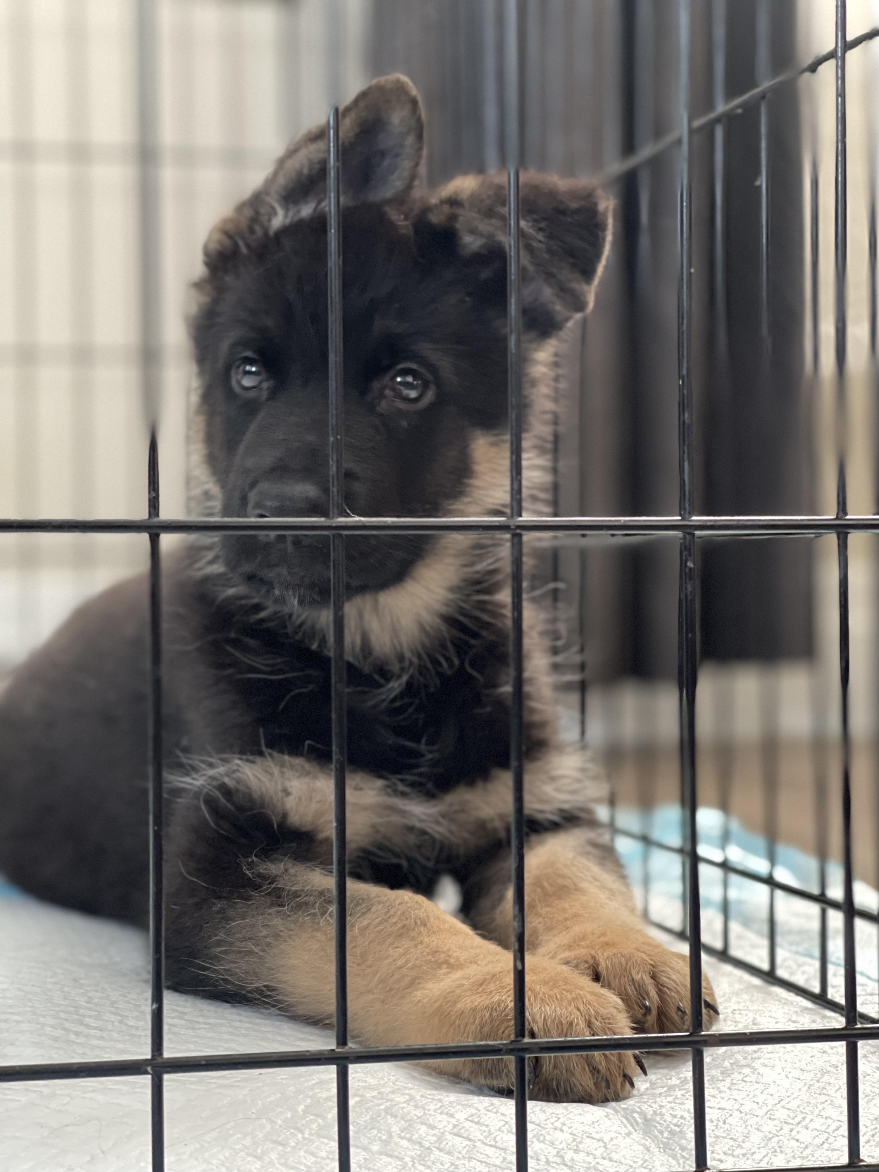 Enlarge Yogi, a Adoptable German Shepherd Dog in Northlake, IL image 1/4