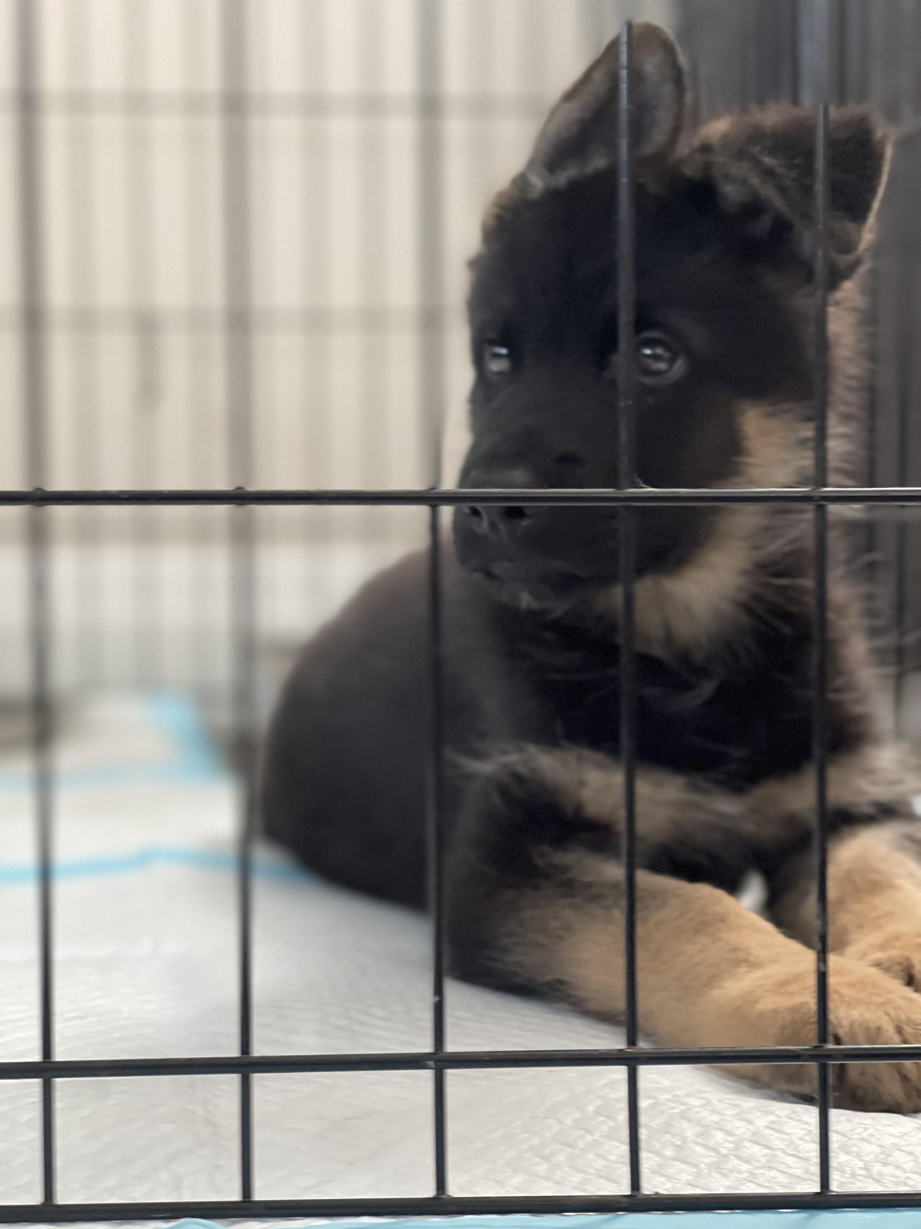 Enlarge Yogi, a Adoptable German Shepherd Dog in Northlake, IL image 2/4