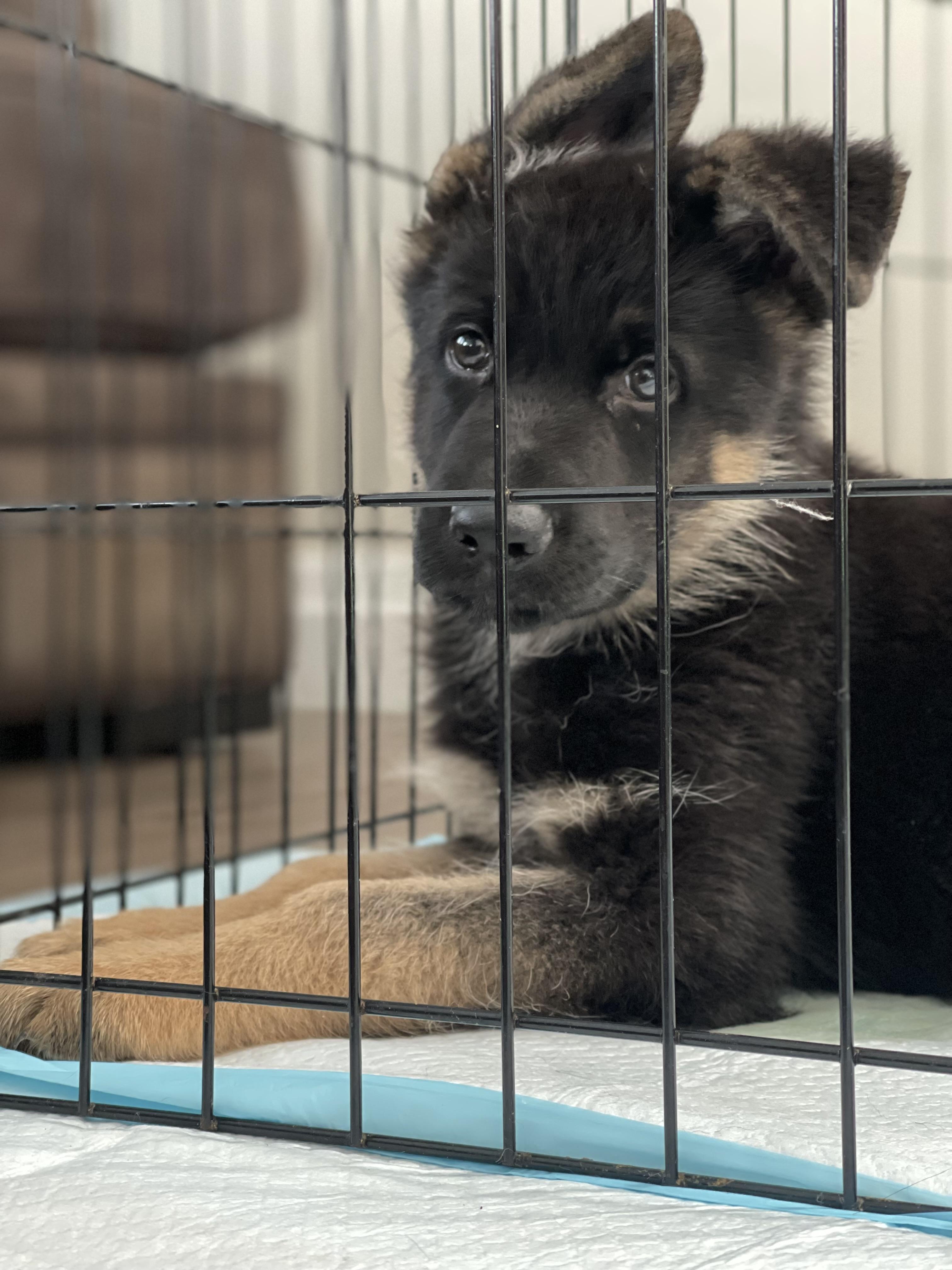 Enlarge Yogi, a Adoptable German Shepherd Dog in Northlake, IL image 3/4