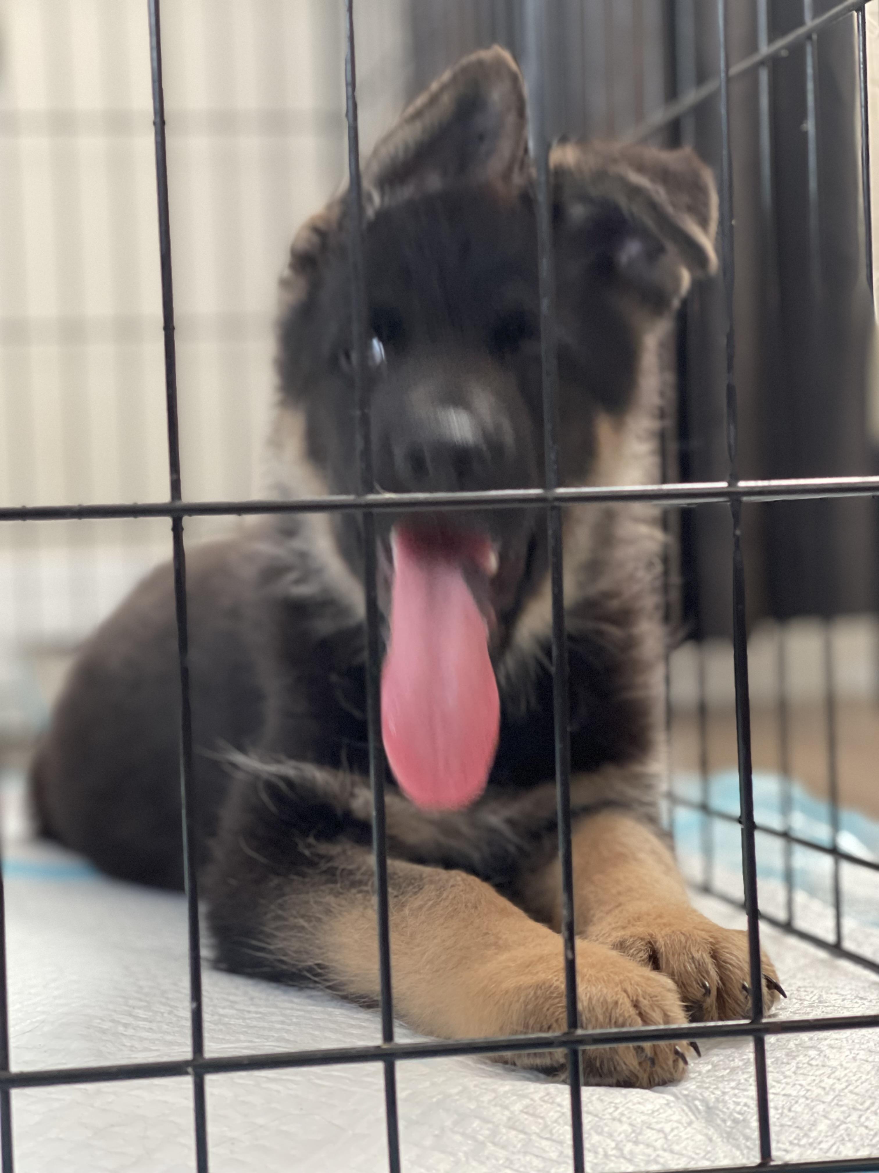 Enlarge Yogi, a Adoptable German Shepherd Dog in Northlake, IL image 4/4
