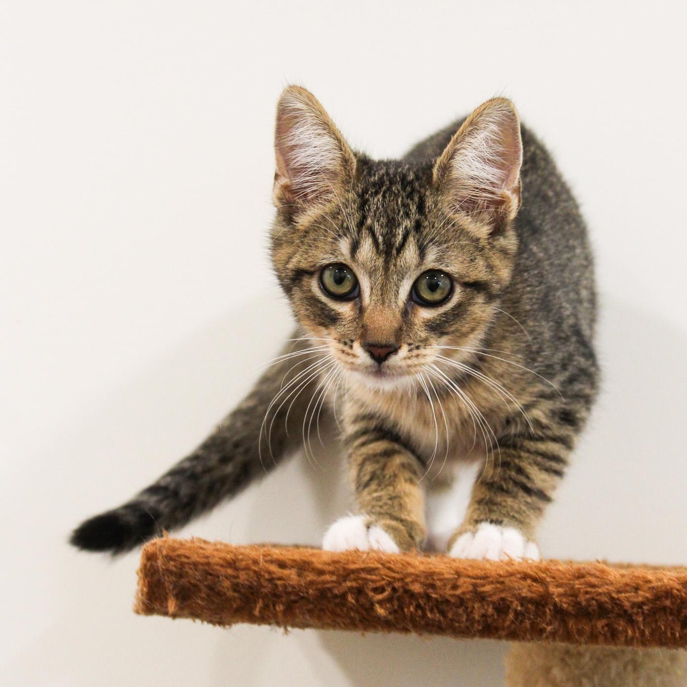Enlarge Broccoli, a Adopted Domestic Short Hair in Newport Beach, CA image 3/3