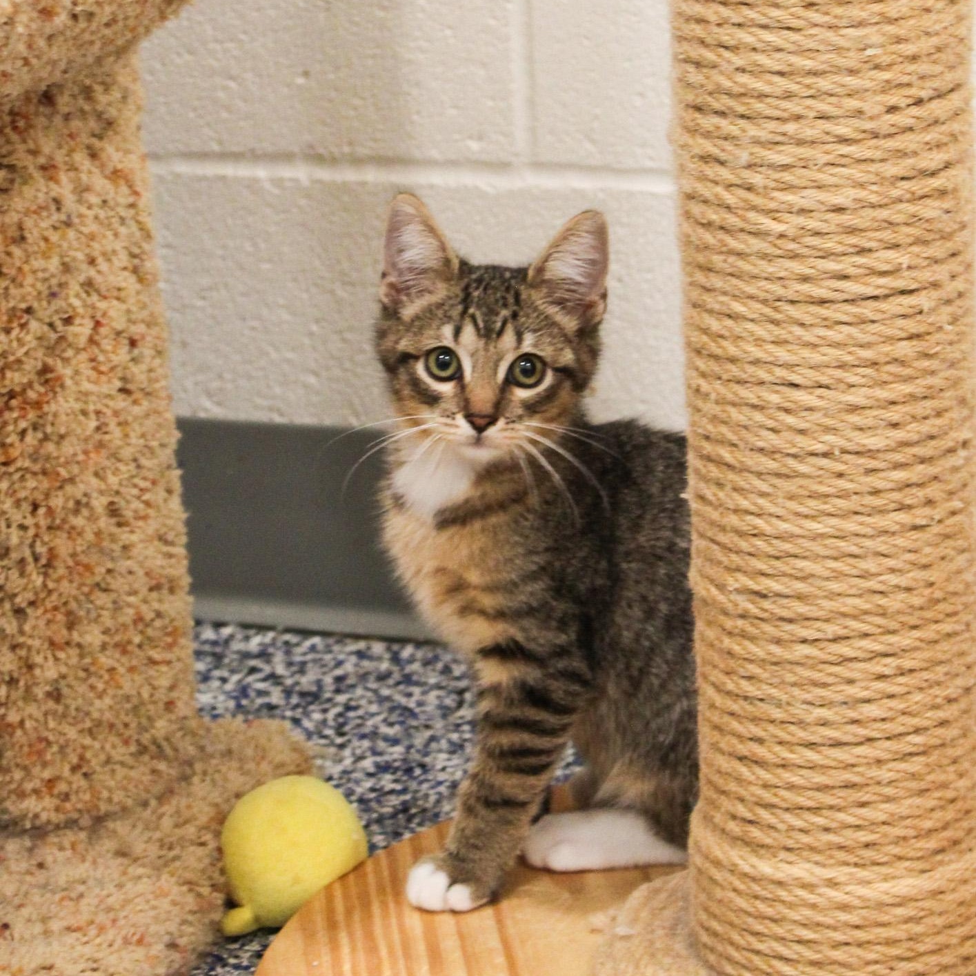 Broccoli, Adopted, Young Male Domestic Short Hair.