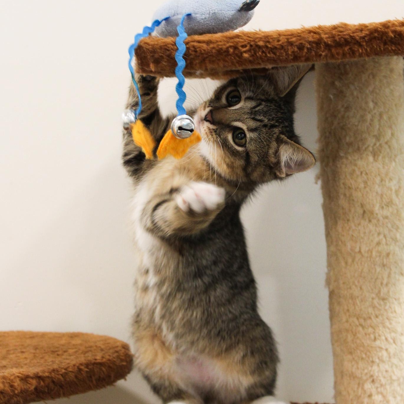 Enlarge Broccoli, a Adopted Domestic Short Hair in Newport Beach, CA image 2/3