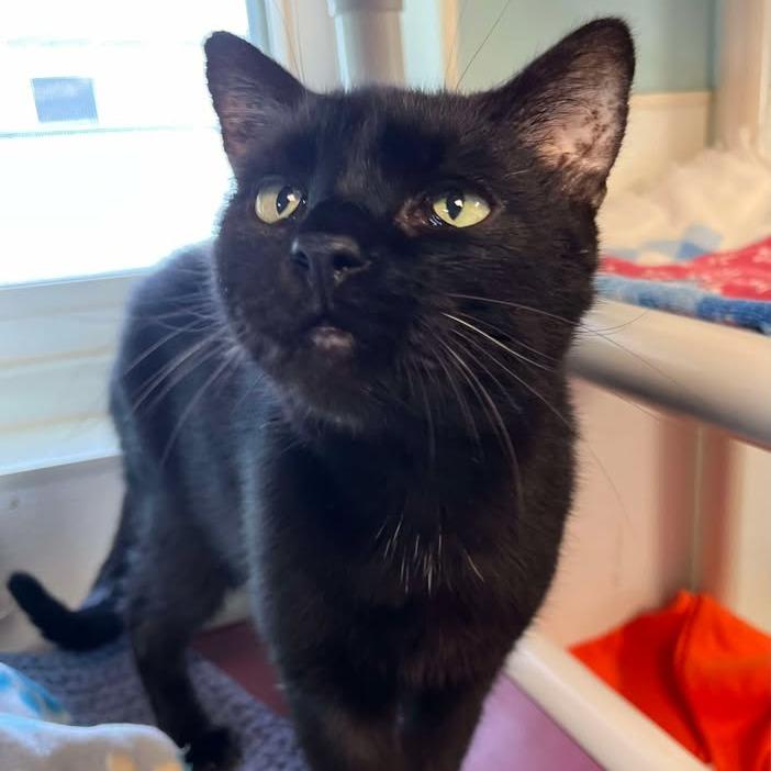 Dylan, Adoptable, Senior Male Domestic Short Hair.