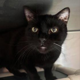 Dylan, a Adoptable Domestic Short Hair in Milan, IL image 2/3