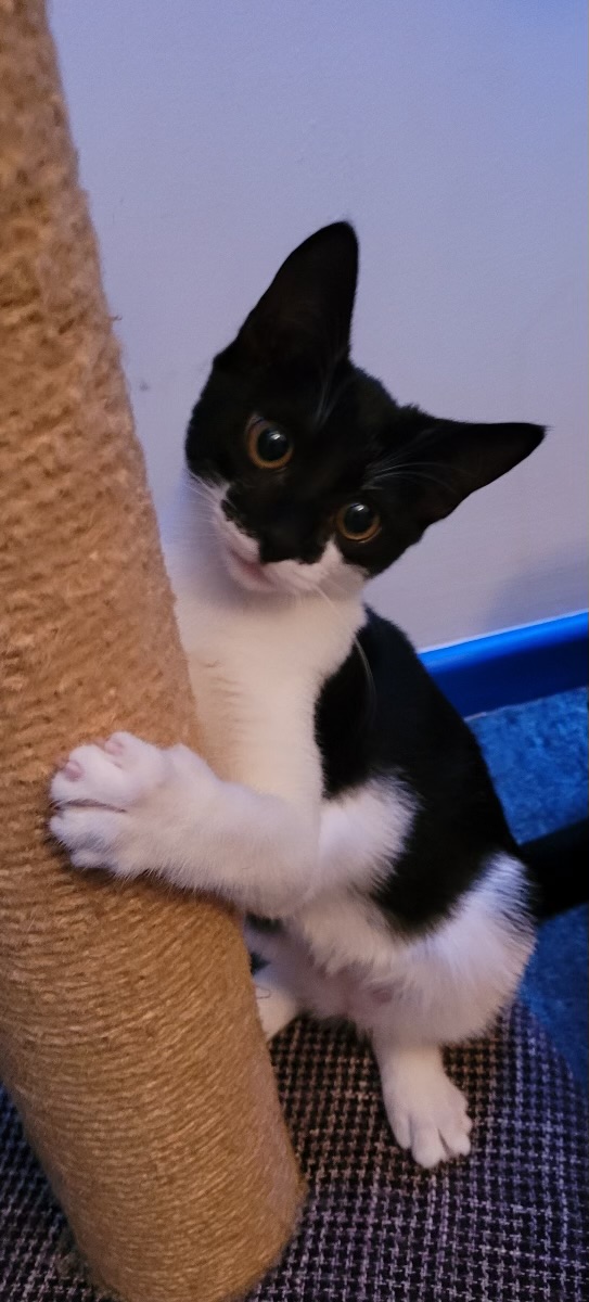 Latte, a Adoptable Domestic Short Hair in Honolulu, HI image 6/6