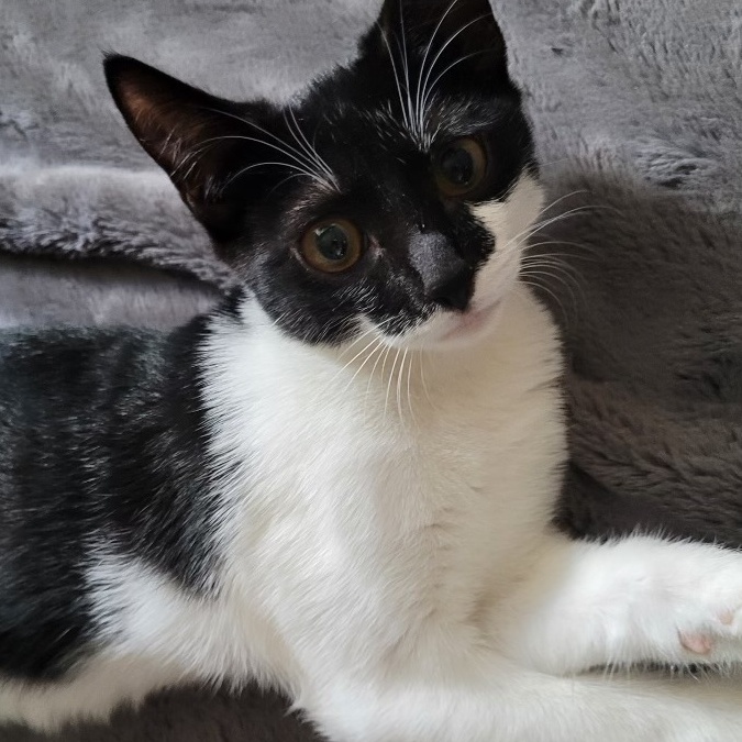 Latte, a Adoptable Domestic Short Hair in Honolulu, HI image 5/6