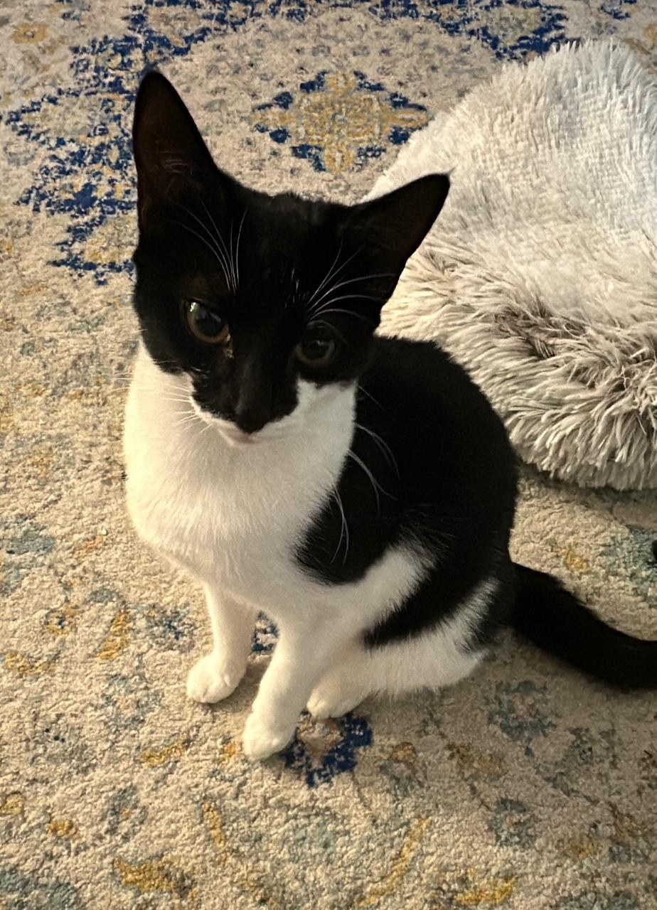 Latte, a Adoptable Domestic Short Hair in Honolulu, HI image 2/6