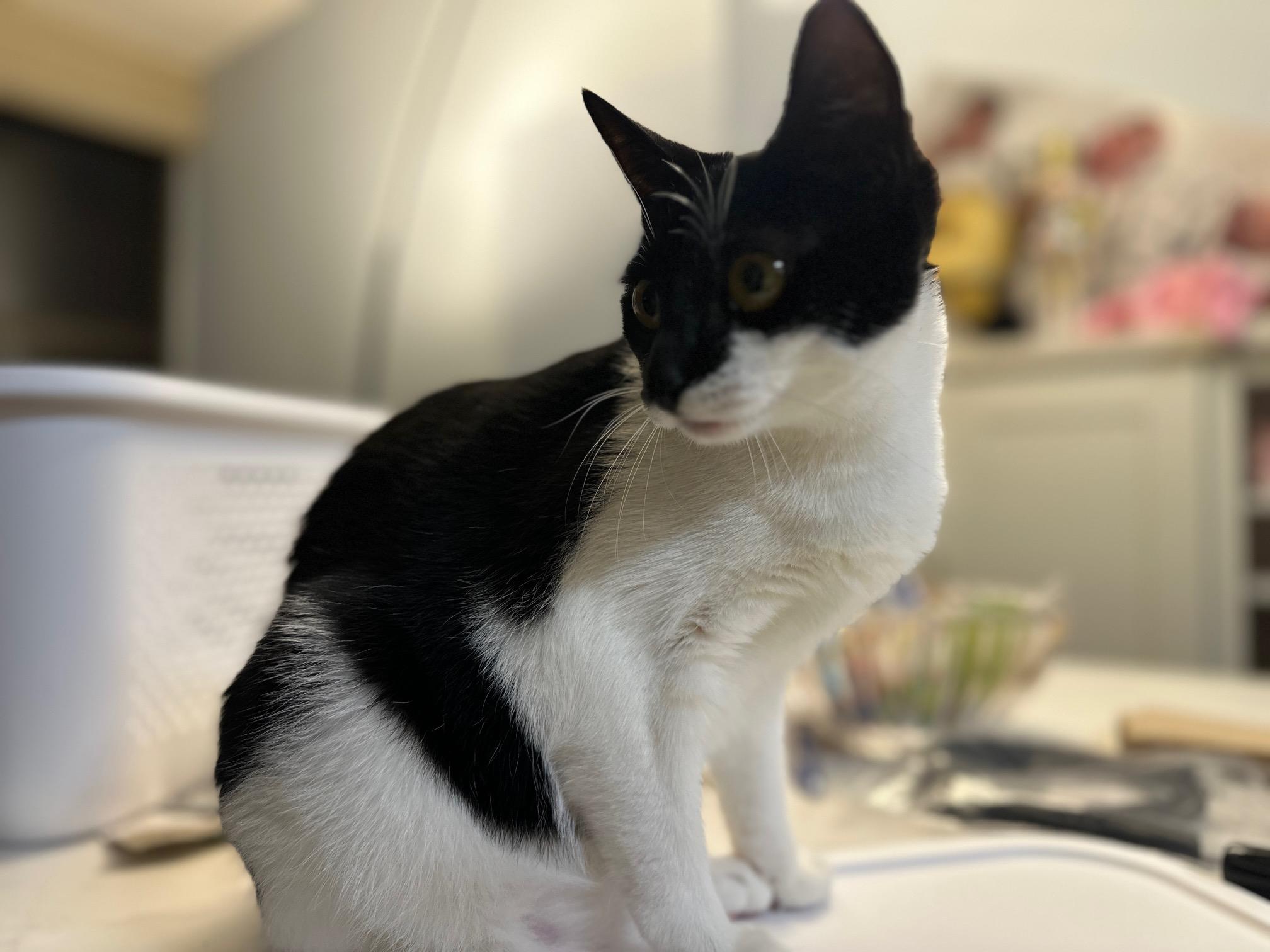 Latte, Adoptable, Young Female Domestic Short Hair.