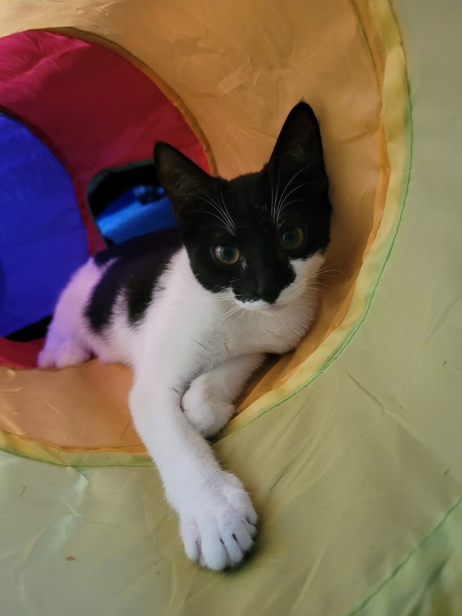 Latte, a Adoptable Domestic Short Hair in Honolulu, HI image 3/6