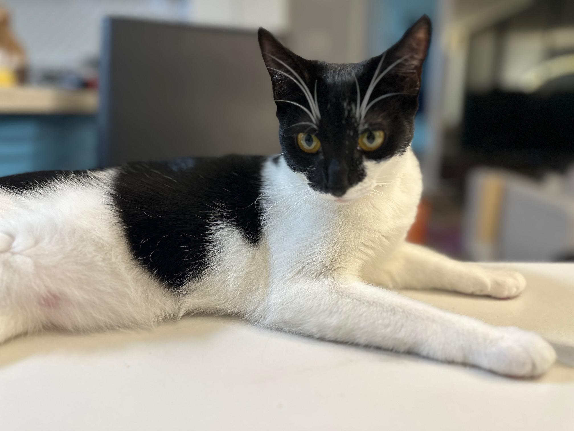 Latte, a Adoptable Domestic Short Hair in Honolulu, HI image 4/6