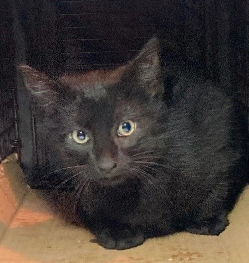 Enlarge Jet and Olive, a Adoptable Domestic Short Hair in Nutley, NJ image 1/6