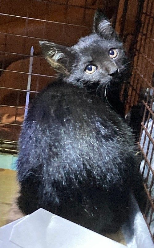 Enlarge Jet and Olive, a Adoptable Domestic Short Hair in Nutley, NJ image 2/6