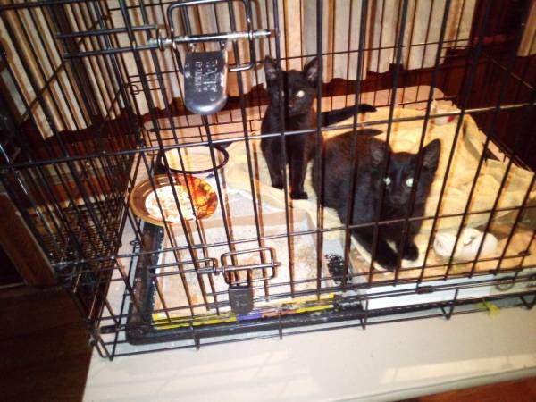 Enlarge Jet and Olive, a Adoptable Domestic Short Hair in Nutley, NJ image 3/6