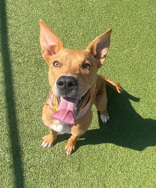 Enlarge Cinnamon, a ADOPTABLE mixed breed in Fayetteville, AR image 2/5