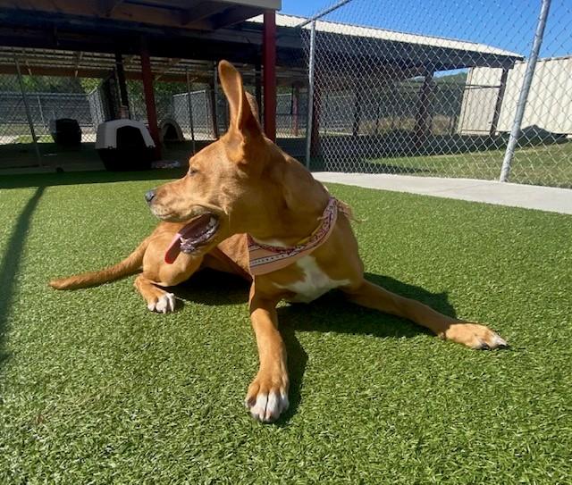 Enlarge Cinnamon, a ADOPTABLE mixed breed in Fayetteville, AR image 3/5