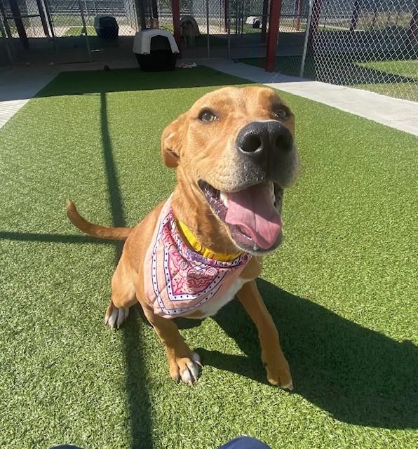 Enlarge Cinnamon, a ADOPTABLE mixed breed in Fayetteville, AR image 1/5