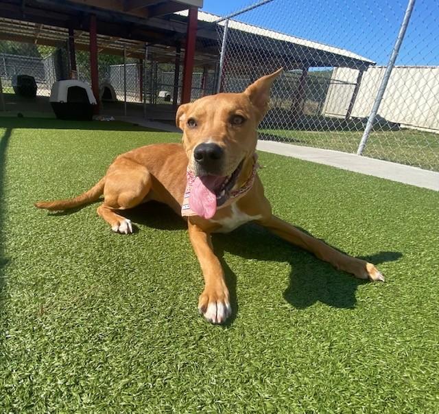 Enlarge Cinnamon, a ADOPTABLE mixed breed in Fayetteville, AR image 5/5