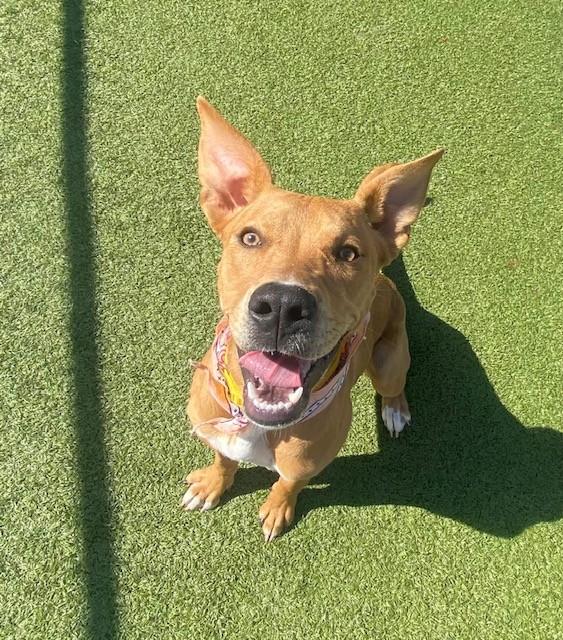 Enlarge Cinnamon, a ADOPTABLE mixed breed in Fayetteville, AR image 4/5