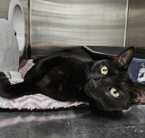 Enlarge Donny and Mongo, a Adoptable Domestic Short Hair in Webster, MA image 1/1