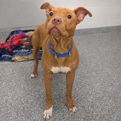 Shaw, Adoptable, Adult Male Terrier & Mixed Breed.