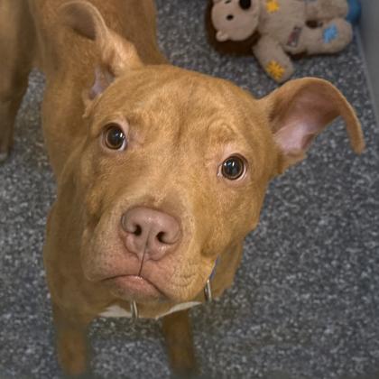 Shaw, a Adoptable mixed breed in Voorhees, NJ image 2/3