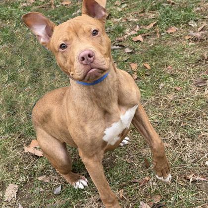 Shaw, a Adoptable mixed breed in Voorhees, NJ image 3/3