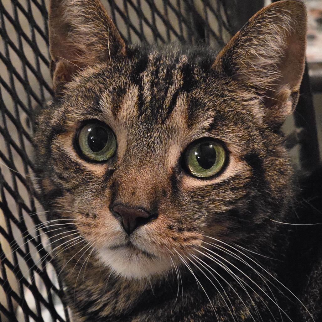 Gizmo (Pootie), a Adoptable Domestic Short Hair in Glenfield, NY image 1/6