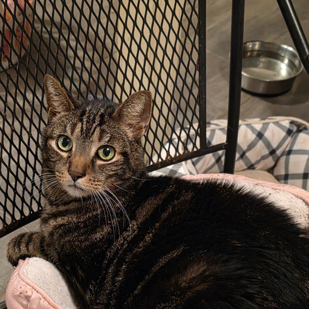 Gizmo (Pootie), a Adoptable Domestic Short Hair in Glenfield, NY image 2/6