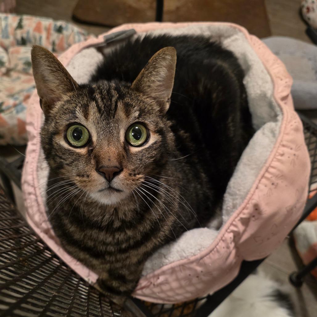 Gizmo (Pootie), a Adoptable Domestic Short Hair in Glenfield, NY image 3/6