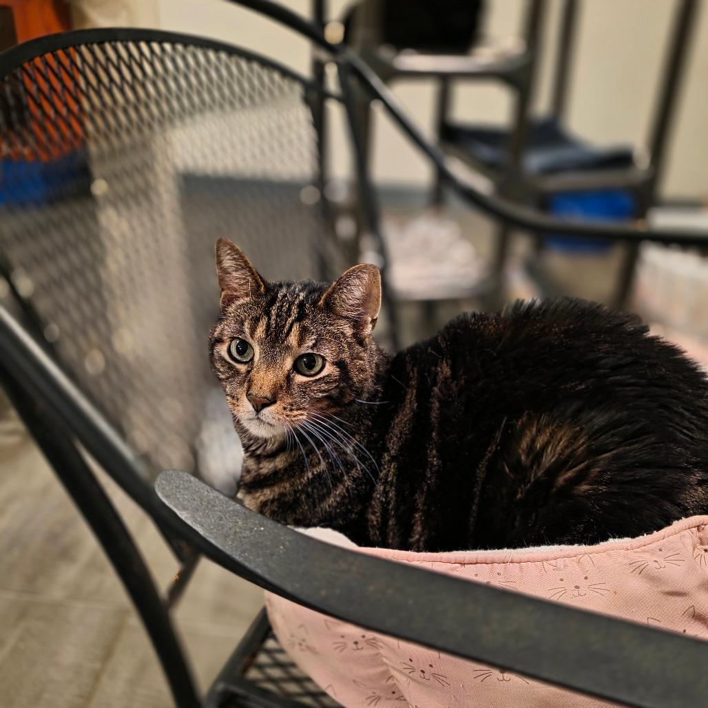 Gizmo (Pootie), a Adoptable Domestic Short Hair in Glenfield, NY image 4/6