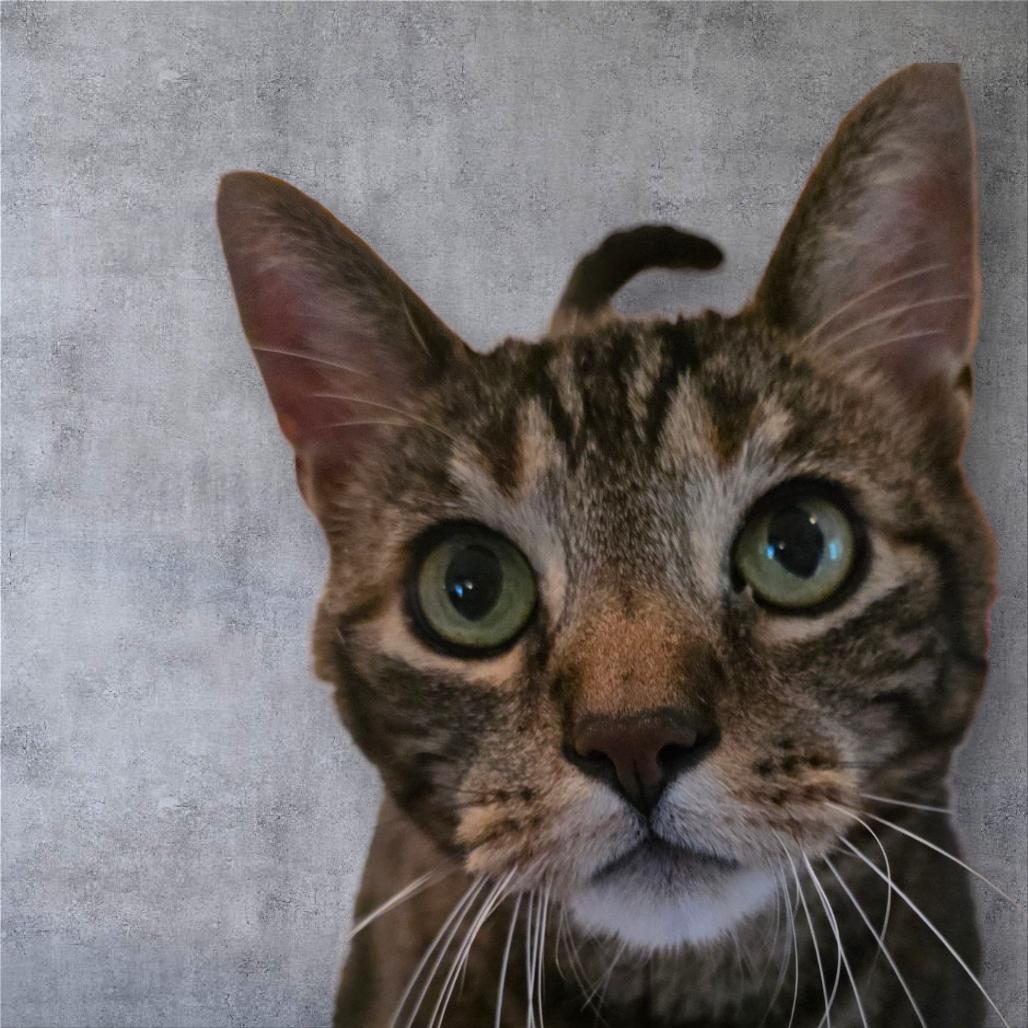 Gizmo (Pootie), a Adoptable Domestic Short Hair in Glenfield, NY image 5/6