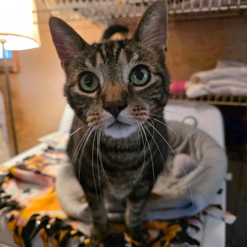 Gizmo (Pootie), a Adoptable Domestic Short Hair in Glenfield, NY image 6/6