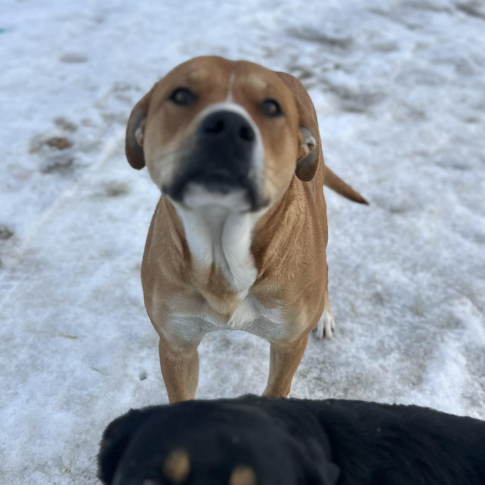 Enlarge Tracey, a Adoptable mixed breed in Edmonton, AB image 2/6