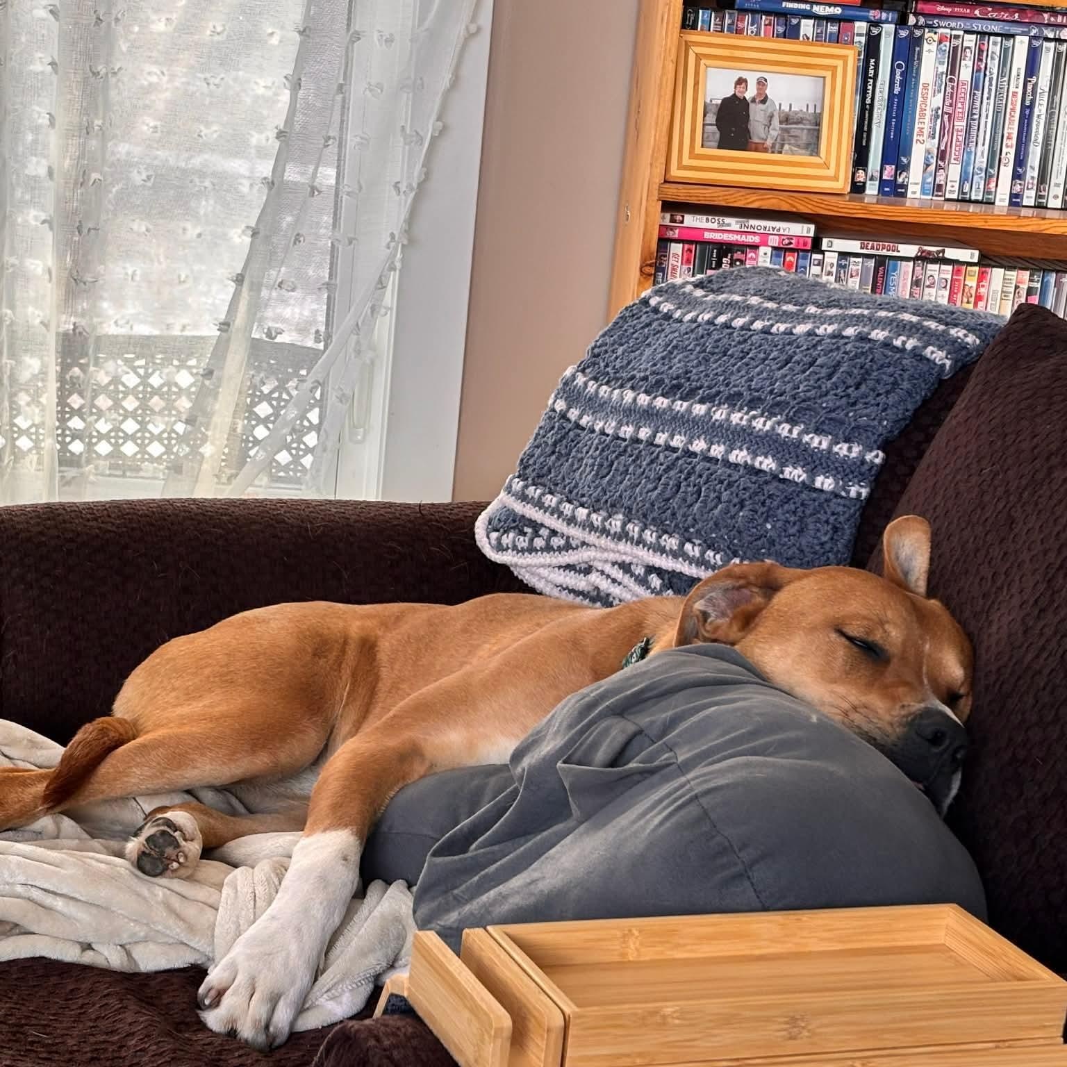 Enlarge Tracey, a Adoptable mixed breed in Edmonton, AB image 1/6