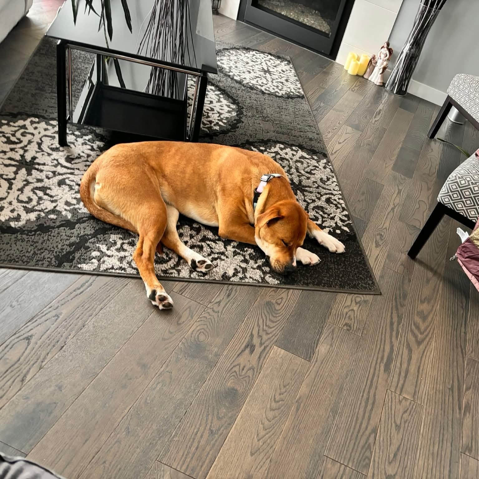 Enlarge Tracey, a Adoptable mixed breed in Edmonton, AB image 4/6