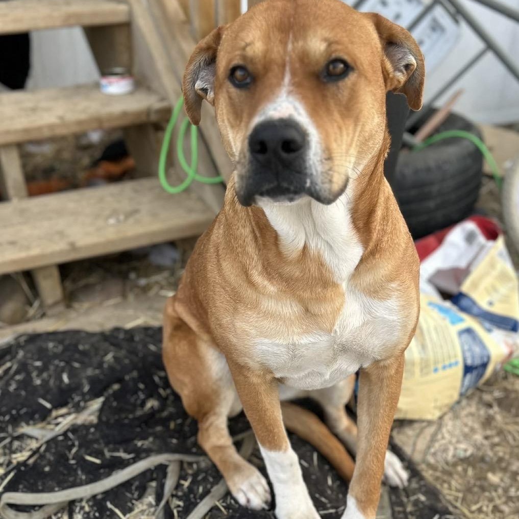 Enlarge Tracey, a Adoptable mixed breed in Edmonton, AB image 3/6