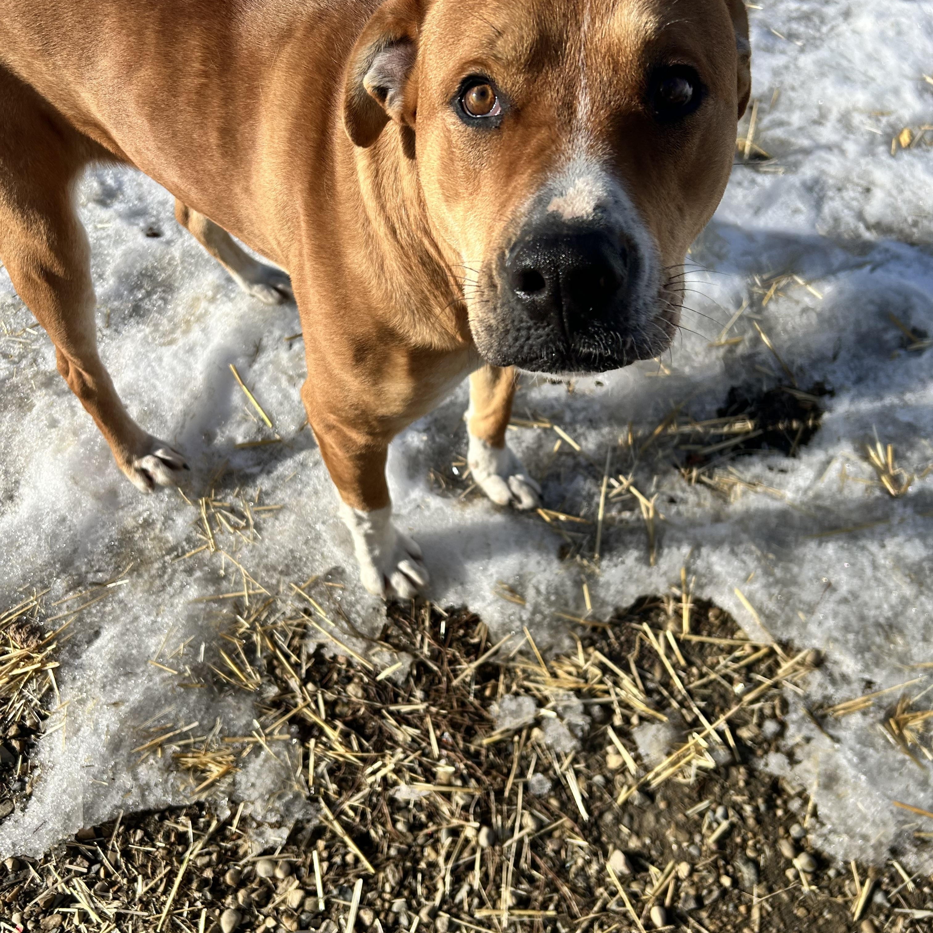 Enlarge Tracey, a Adoptable mixed breed in Edmonton, AB image 5/6