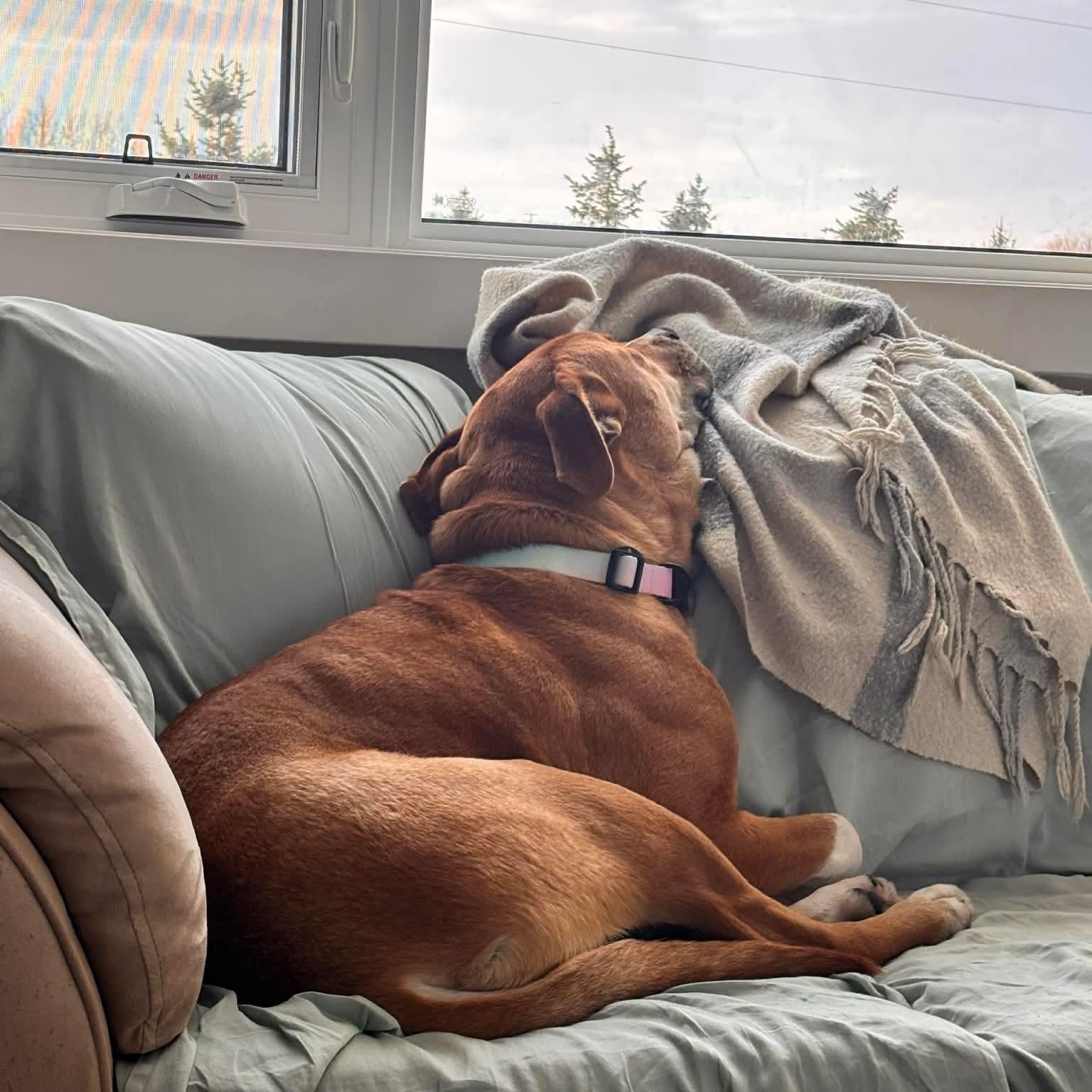 Enlarge Tracey, a Adoptable mixed breed in Edmonton, AB image 6/6