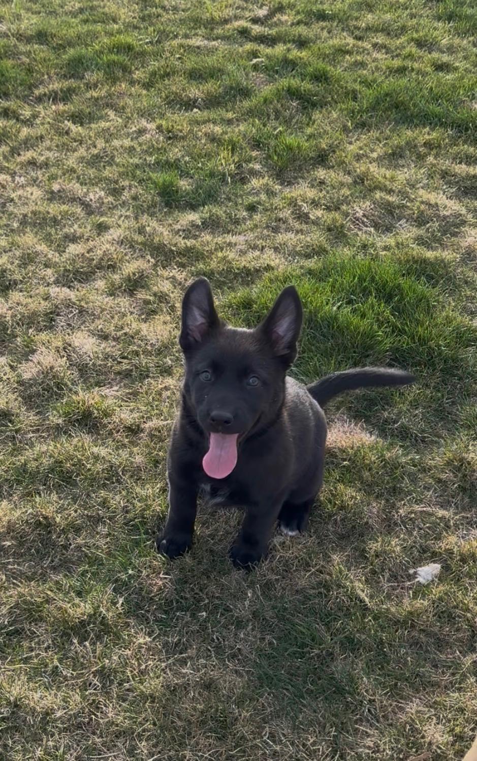 Naomi , adopted, Puppy Female German Shepherd Dog.