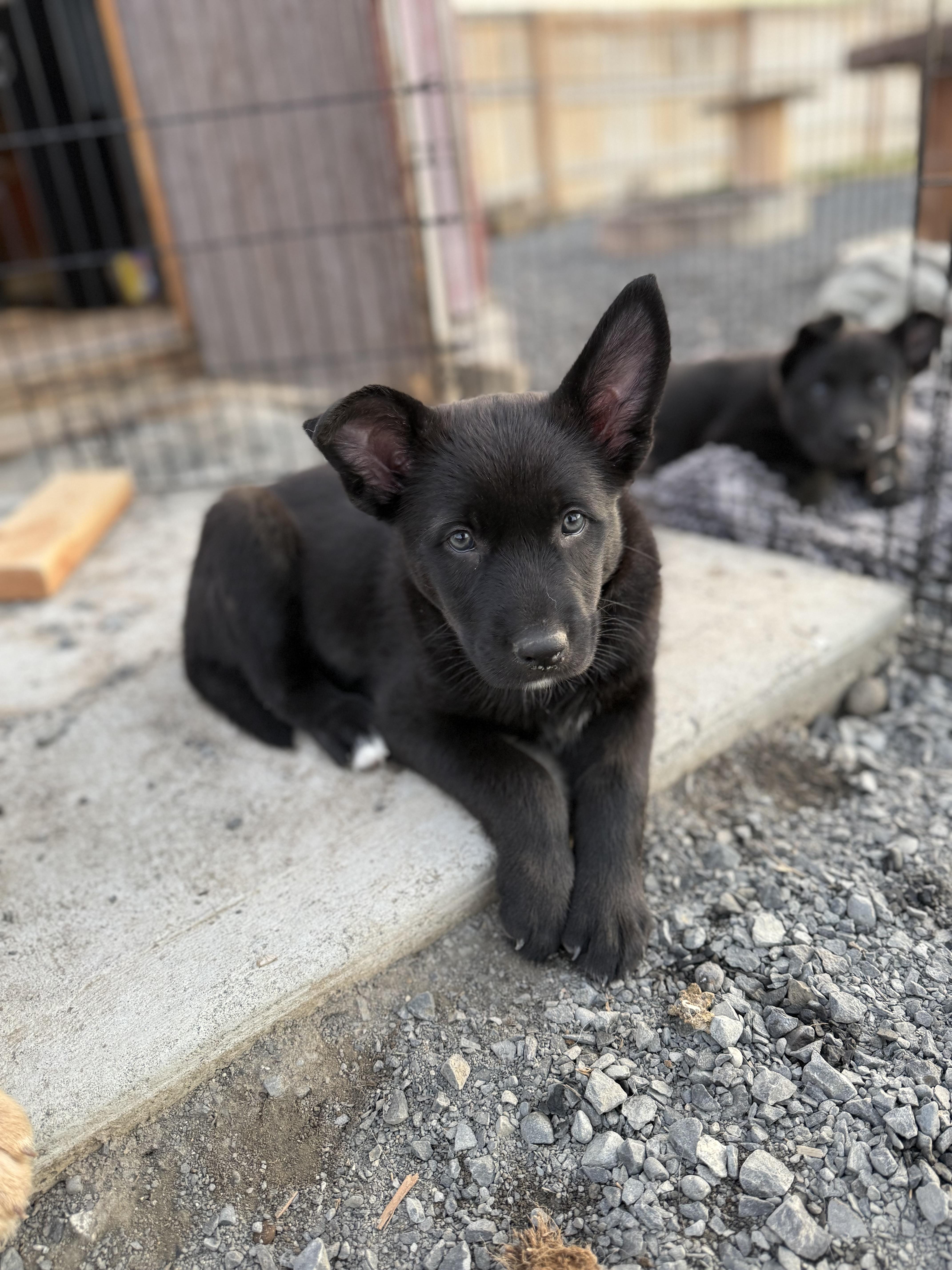 Enlarge Naomi , an adopted German Shepherd Dog in Spokane Valley, WA image 2/2