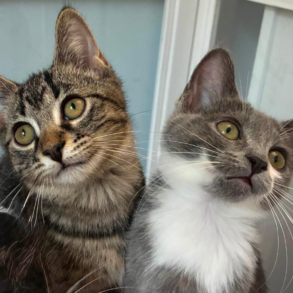 Flynn, Adoptable, Kitten Male Domestic Short Hair.
