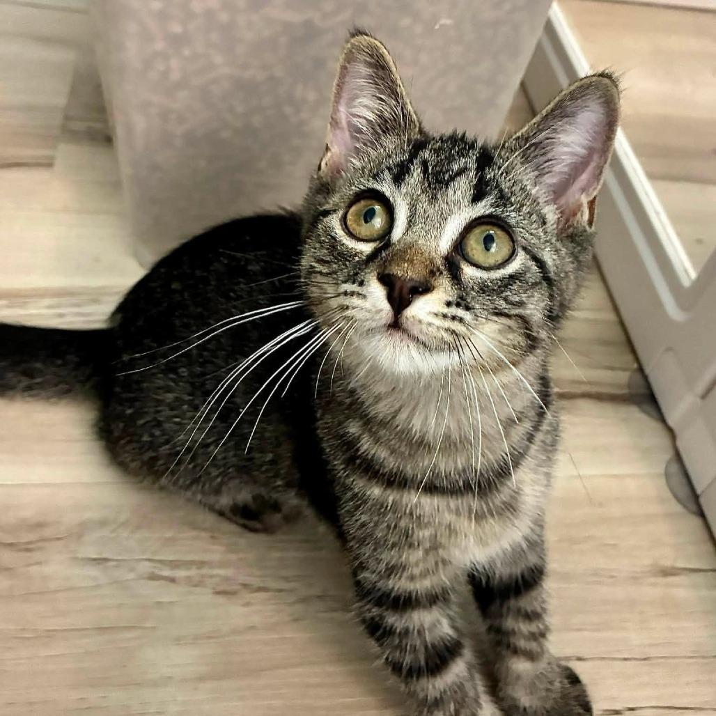 Enlarge Flynn, a Adoptable Domestic Short Hair in Richland, MI image 2/3