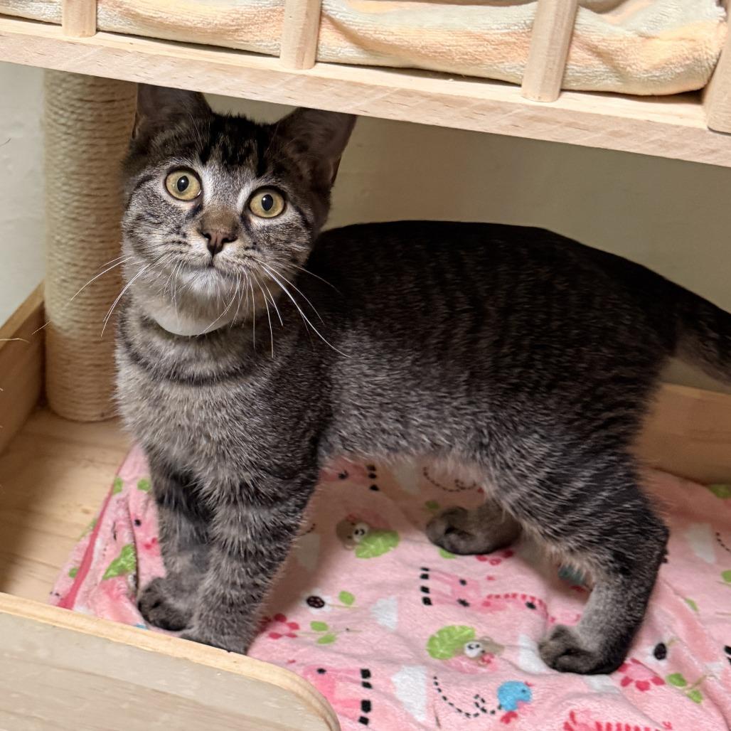 Enlarge Flynn, a Adoptable Domestic Short Hair in Richland, MI image 3/5